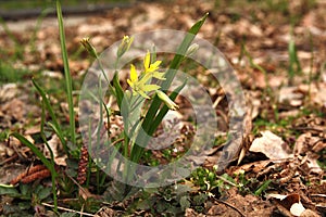 ZÃâoÃâ¡ ÃÂ¼ÃÂ³Ãâta, Gagea lutea, yellow star-of-Bethlehem